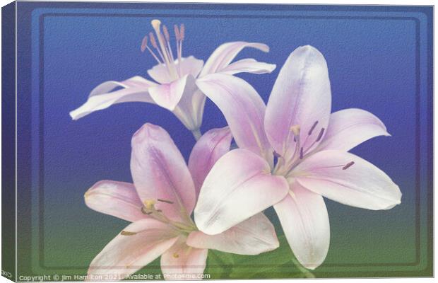 Asiatic Lily Canvas Print by jim Hamilton