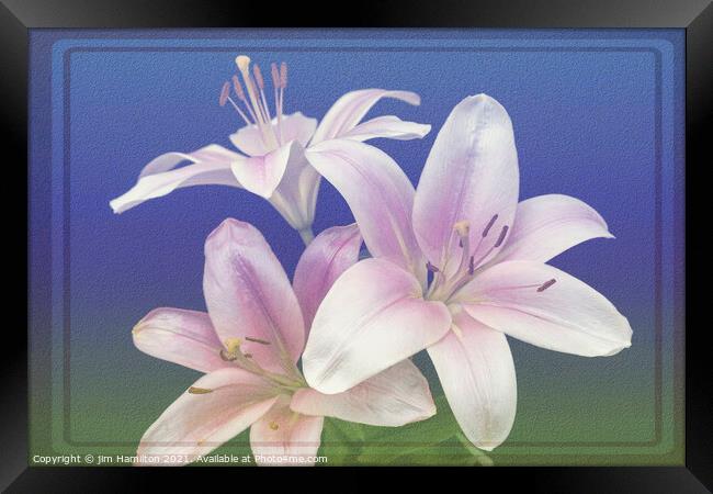 Asiatic Lily Framed Print by jim Hamilton
