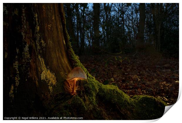 Glowing Mushroom Print by Nigel Wilkins