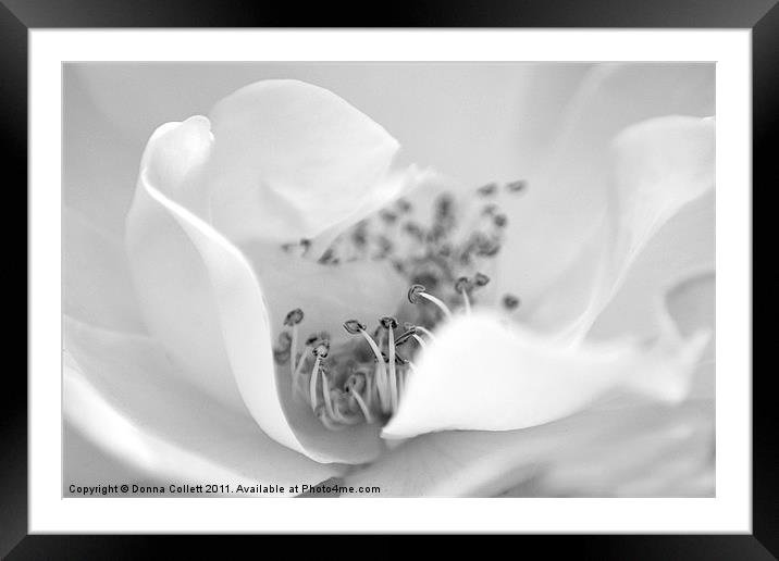 Purity Framed Mounted Print by Donna Collett