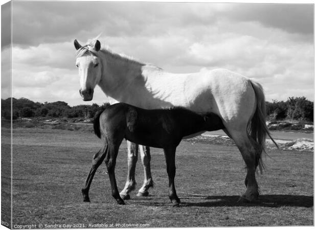 Horse and Foal Black and White Canvas Print by Sandra Day