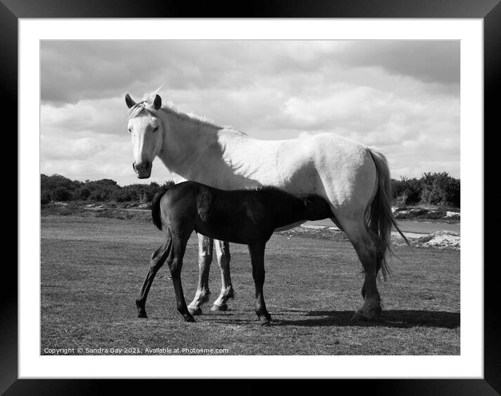 Horse and Foal Black and White Framed Mounted Print by Sandra Day