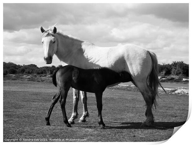 Horse and Foal Black and White Print by Sandra Day