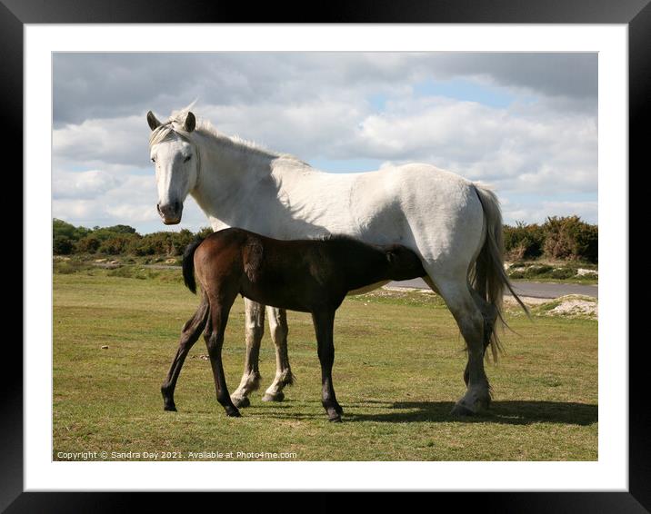 Horse and Foal, Colour Framed Mounted Print by Sandra Day
