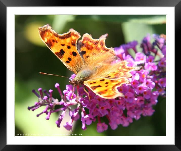 Comma Butterfly Framed Mounted Print by Sandra Day