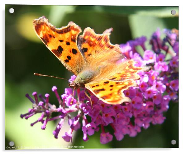 Comma Butterfly Acrylic by Sandra Day