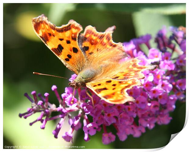 Comma Butterfly Print by Sandra Day