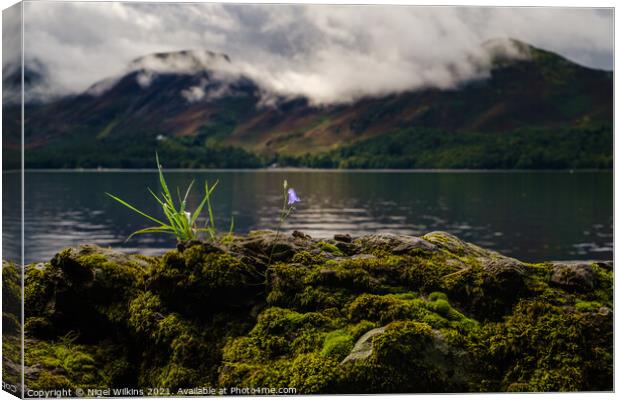 Harebell at Derwent Water Canvas Print by Nigel Wilkins