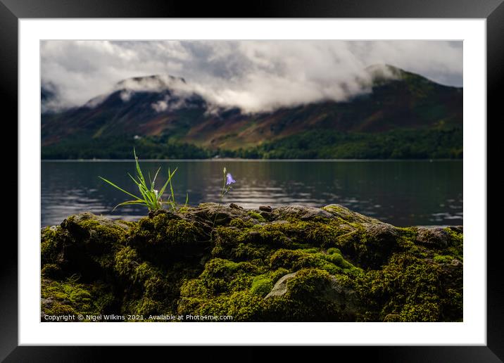 Harebell at Derwent Water Framed Mounted Print by Nigel Wilkins