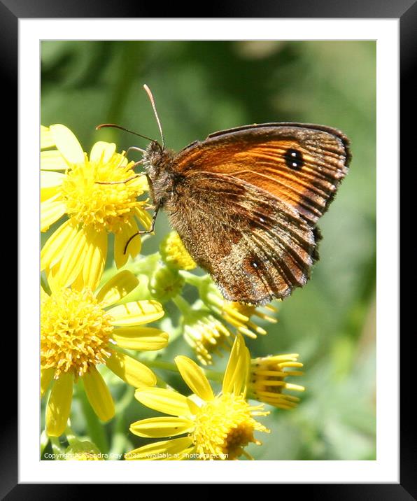 Gatekeeper Butterfly Framed Mounted Print by Sandra Day