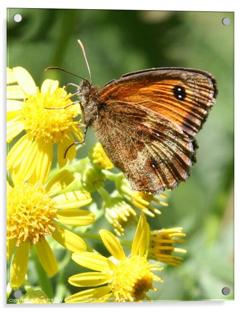 Gatekeeper Butterfly Acrylic by Sandra Day