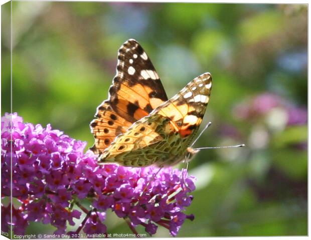 Painted Lady Butterfly Canvas Print by Sandra Day
