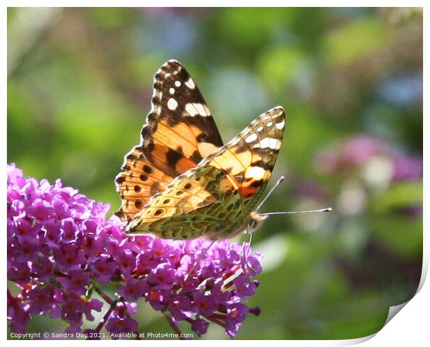 Painted Lady Butterfly Print by Sandra Day