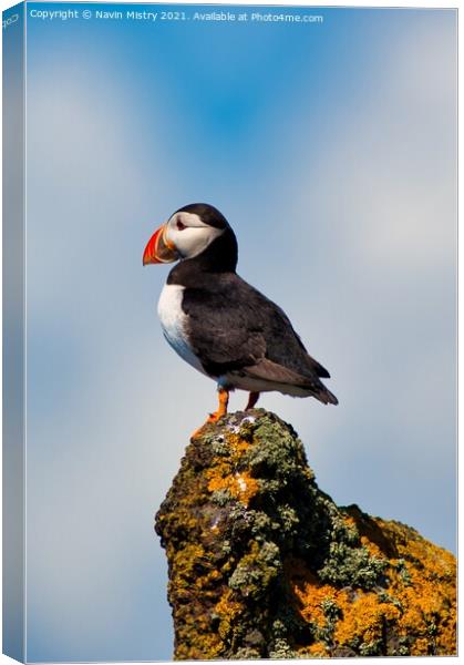 An Atlantic Puffin on the Isle of May Canvas Print by Navin Mistry