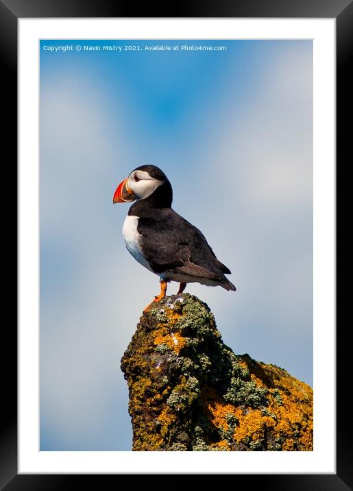 An Atlantic Puffin on the Isle of May Framed Mounted Print by Navin Mistry
