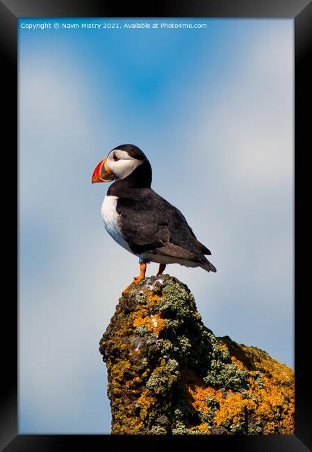 An Atlantic Puffin on the Isle of May Framed Print by Navin Mistry