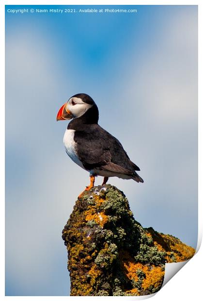 An Atlantic Puffin on the Isle of May Print by Navin Mistry