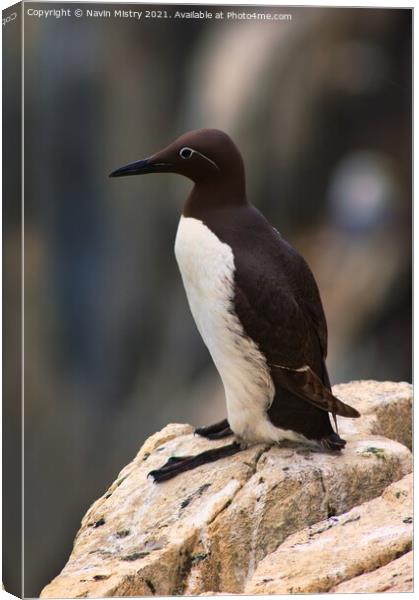 A Common Guillemot, Isle of May Canvas Print by Navin Mistry