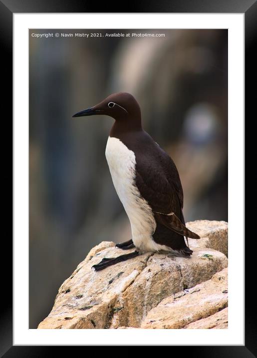 A Common Guillemot, Isle of May Framed Mounted Print by Navin Mistry