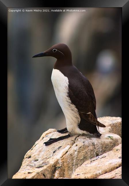 A Common Guillemot, Isle of May Framed Print by Navin Mistry
