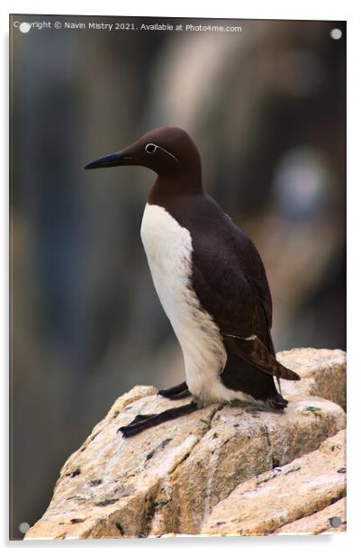 A Common Guillemot, Isle of May Acrylic by Navin Mistry