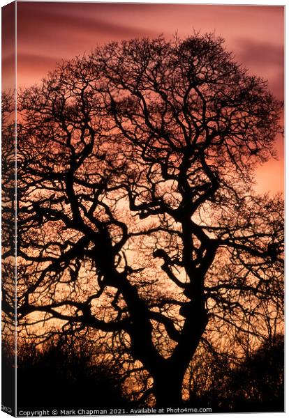 Oak tree sunset silhouette Canvas Print by Photimageon UK