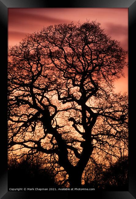 Oak tree sunset silhouette Framed Print by Photimageon UK