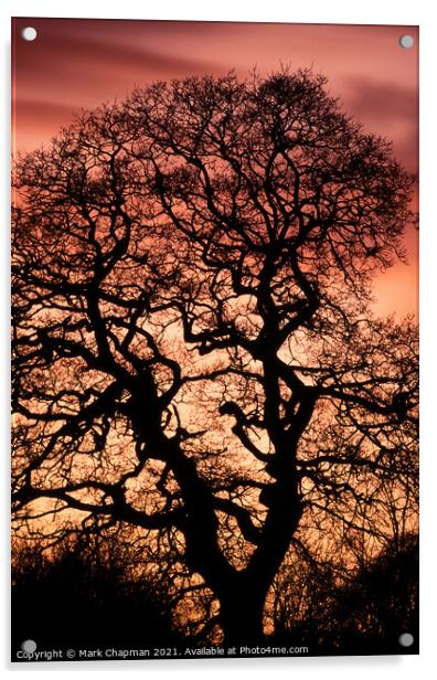 Oak tree sunset silhouette Acrylic by Photimageon UK