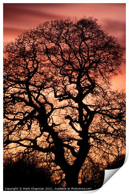 Oak tree sunset silhouette Print by Photimageon UK