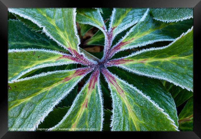 Frosty Hellebore leaf closeup Framed Print by Photimageon UK