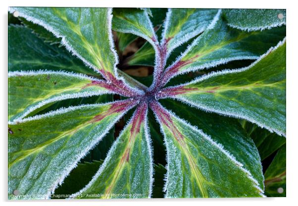 Frosty Hellebore leaf closeup Acrylic by Photimageon UK