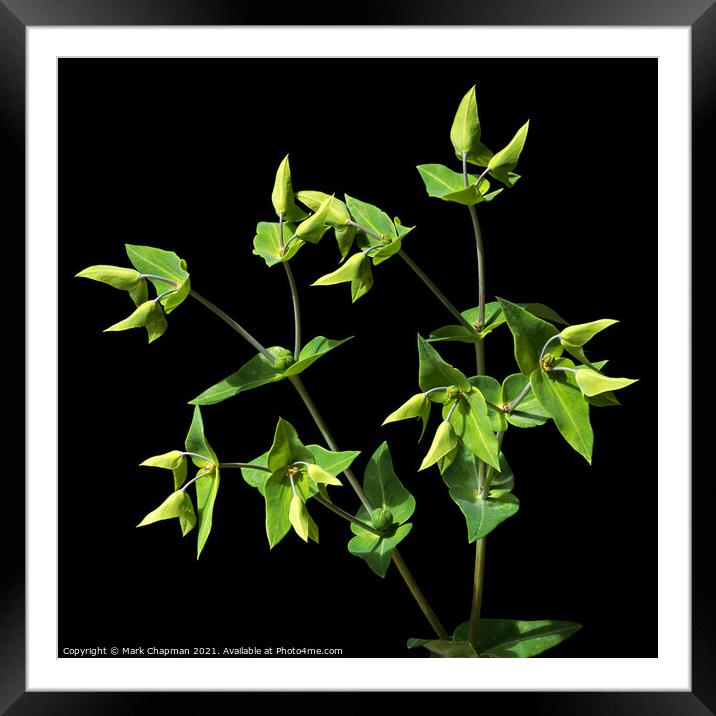Green Caper Spurge (Euphorbia Lathyris)  Framed Mounted Print by Photimageon UK