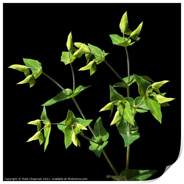 Green Caper Spurge (Euphorbia Lathyris)  Print by Photimageon UK