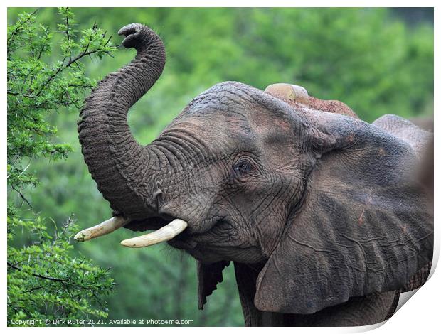 African Elephant (Loxodonta africana) Print by Dirk Rüter