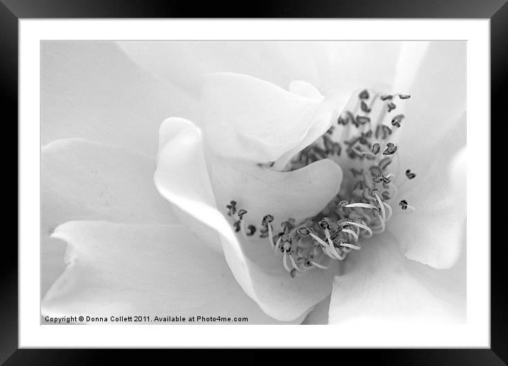 Delicately Pure Framed Mounted Print by Donna Collett