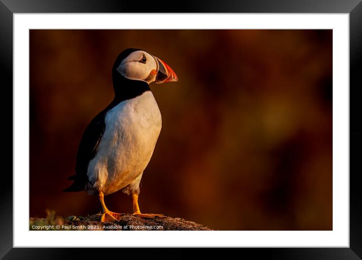 Puffin in Late Evening Light Framed Mounted Print by Paul Smith