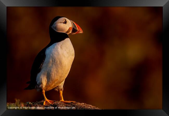 Puffin in Late Evening Light Framed Print by Paul Smith