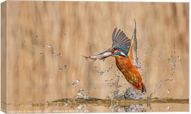 Kingfisher Emerging with Fish Canvas Print by Paul Smith