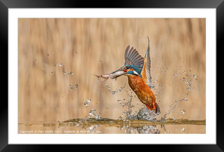 Kingfisher Emerging with Fish Framed Mounted Print by Paul Smith
