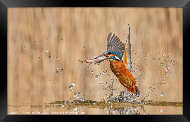 Kingfisher Emerging with Fish Framed Print by Paul Smith