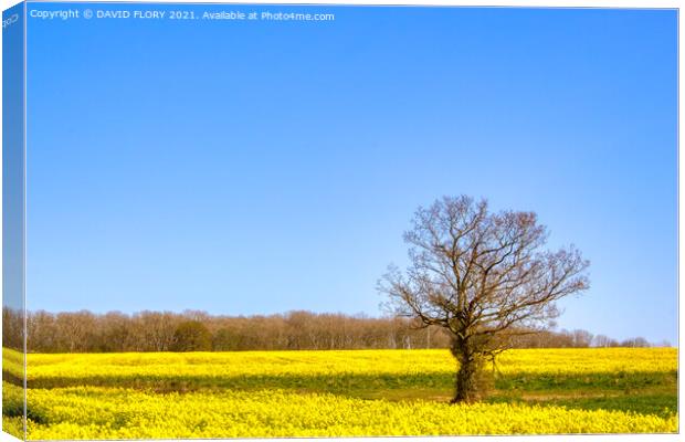 Flowering rapeseed Canvas Print by DAVID FLORY