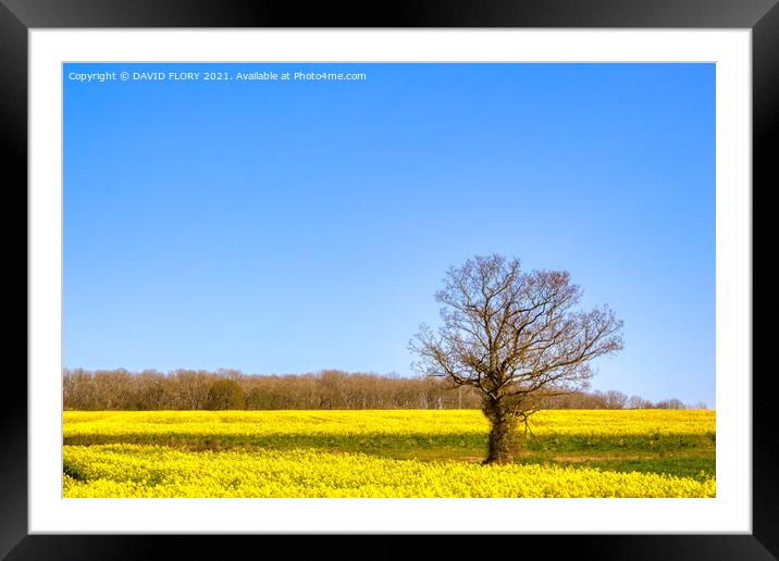 Flowering rapeseed Framed Mounted Print by DAVID FLORY