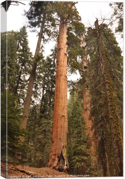 Giant Sequoia Tree Canvas Print by Sam Robinson
