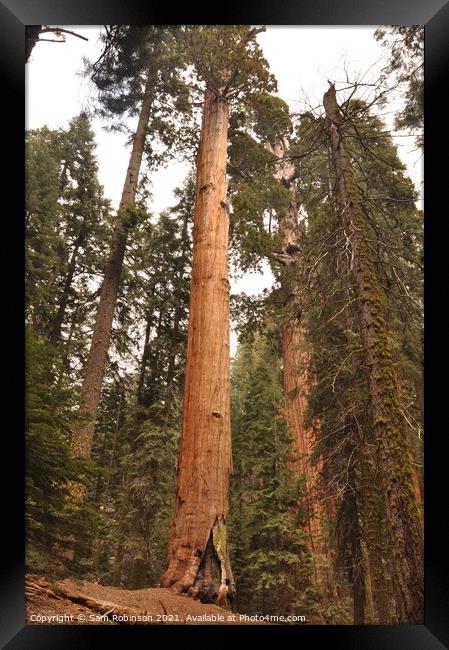 Giant Sequoia Tree Framed Print by Sam Robinson