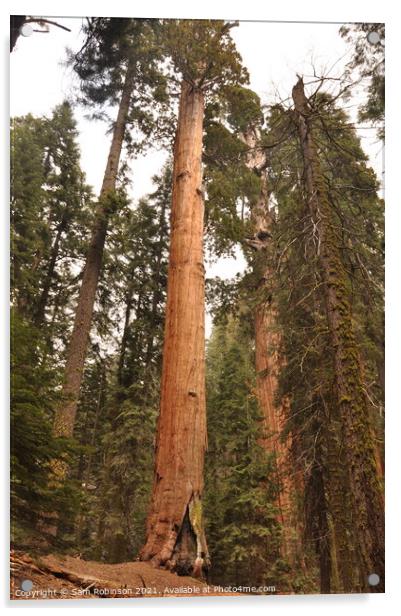 Giant Sequoia Tree Acrylic by Sam Robinson
