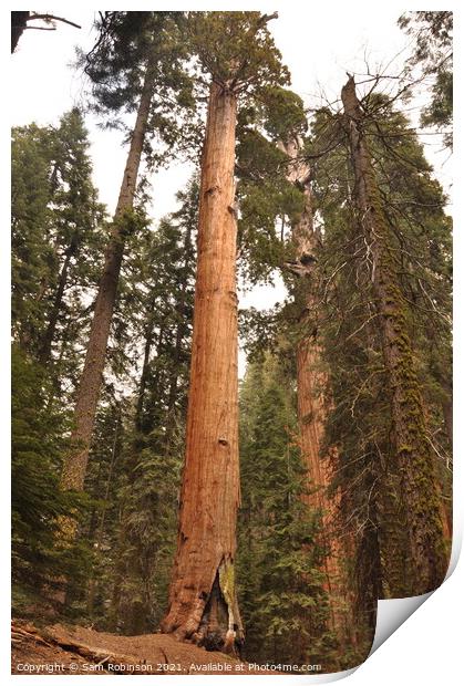 Giant Sequoia Tree Print by Sam Robinson