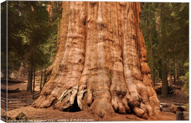 Base of Giant Sequoia Canvas Print by Sam Robinson