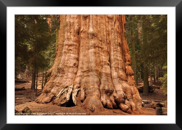 Base of Giant Sequoia Framed Mounted Print by Sam Robinson