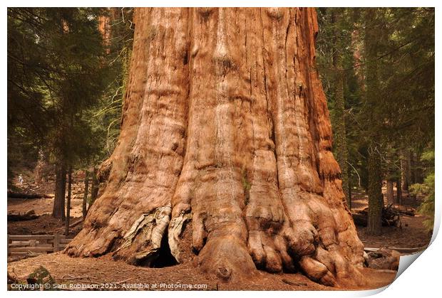 Base of Giant Sequoia Print by Sam Robinson
