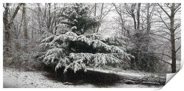 Tree With Snow Print by Simon Mitchell